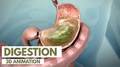 How the Digestive System Works | 3D Animation