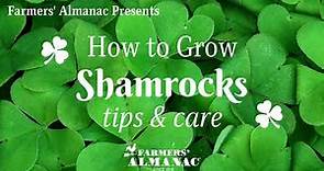 How To Grow Shamrocks: Tips and Care