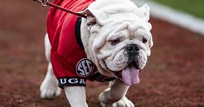 Uga X, the most decorated mascot in Georgia program history, has died
