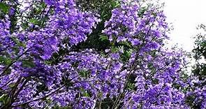 2021藍花楹-四月浪漫紫色的花朵! Blue Jacaranda
