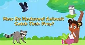 How Do Nocturnal Animals Catch Their Prey? | Animal Facts | Learn About Animals | Facts for Kids