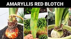 What to Do with Amaryllis Red Blotch? | Amaryllis Hippeastrum Disease and Care