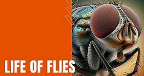 Life of Flies: Insect Order Diptera Overview