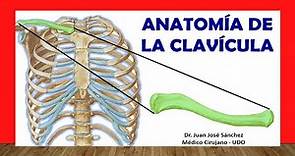 🥇 Anatomia de la CLAVÍCULA, ¡Fácil, Rápida y Sencilla!