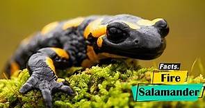 Fire Salamander - Exploring the Amazing World of Fire Salamanders