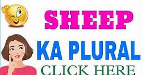 Plural of sheep | sheep ka plural | sheep plural word | sheep plural form | plural form of sheep