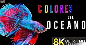 Los colores del océano película 8K ULTRA HD: los mejores animales marinos en TV 8K