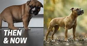 Staffordshire Bull Terrier Puppies: One Year Later