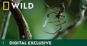 Discover the amazing diversity of spider webs | Wild Hunters | National Geographic Wild UK