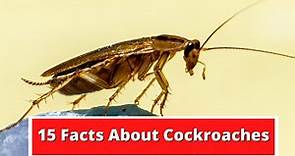 15 Facts About Cockroaches