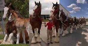 Beautiful Clydesdale horses and foals