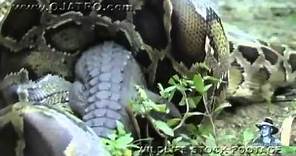 Anaconda giante ingoia un coccodrillo intero