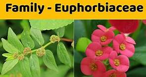 Euphorbiaceae Family | Floral Formula | Economic Importance of Family Euphorbiaceae