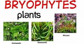 Bryophytes life cycle