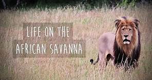 Life on the African Savanna