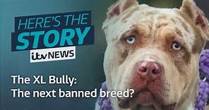 The XL Bully: The next dogs to become a banned breed? | ITV News