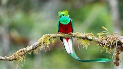 A most amazing bird - the one and only Resplendent Quetzal!!