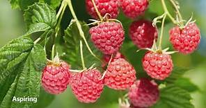 How to Grow Raspberries | Mitre 10 Easy As Garden
