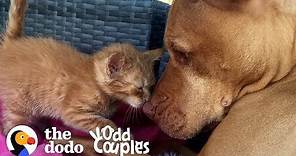 Watch This Kitten Grow Up with a Pit Bull | The Dodo Odd Couples