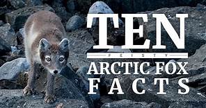 10 Arctic fox facts