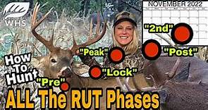 How To Hunt The ENTIRE Whitetail Rut