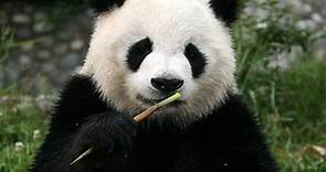 Oso Panda (Ailuropoda melanoleuca) - Dónde vive, características y alimentación