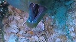 Symbiosis Between Moray Eel & Small Wrasse Fish