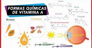 Vitamina A - Retinoides y carotenoides [provitamina A y vitamina A preformada] | Bioquímica