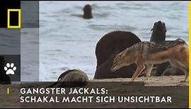 GANGSTER JACKALS: Jagdtrick - Schakal macht sich „unsichtbar“ | National Geographic