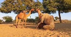 camel drinking water at desert farm | Camel full happy 2023 | camel video