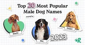 Top 20 Most Popular Male Dog Names in 2023