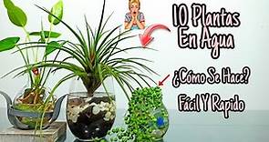 10 Plantas De INTERIOR que se CULTIVAN en AGUA!