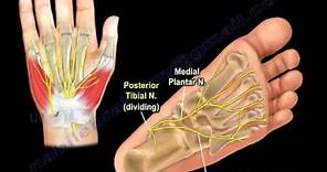The Lateral Plantar Nerve - Everything You Need To Know - Dr. Nabil Ebraheim