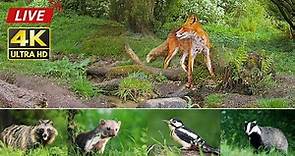 🔴 24/7 LIVE: Wildlife In The Forest | Fox, Badger, Deer, Marten, Birds - By Morten Hilmer