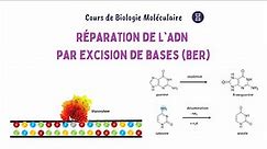 Réparation de l'ADN par Excision de Bases (BER - Base Excision Repair) | Biochimie Facile