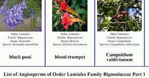List of Angiosperms of Order Lamiales Family Bignoniaceae Part 1 anemopaegma amphilophium catalpa