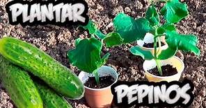Como Plantar Pepinos En El Huerto || Cultivo Del Pepino || La Huertina De Toni