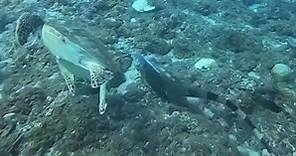 小琉球潛水8米深遇綠鬣蜥 學者：雨後被沖到海裡[影] | 生活 | 中央社 CNA