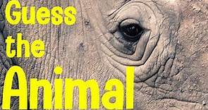 Guess the Animal | Can you guess the animal from the close-up?