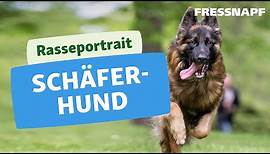 Rasseportrait: Deutscher Schäferhund