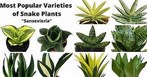 41 Types of Snake Plants with Names || Most Popular Varieties of Snake Plants||SansevieriaVarieties