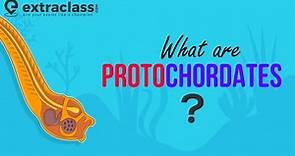What are Protochordates? | Biology | Sub Phylum of Chordata | Animal Kingdom : Protochordata