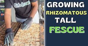 GROWING Rhizomatous Tall Fescue | Lateral Spread Fescue
