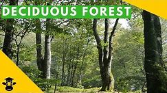 The temperate deciduous forest biome