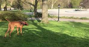 Catch Me If You Can: Squirrel Outfoxes Dog in Central Park Chase