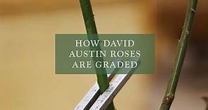 How David Austin Roses are Graded
