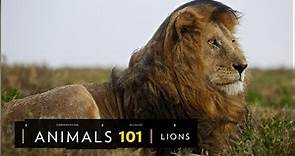 Lions 101