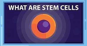 What are STEM CELLS? And What Can they Do?