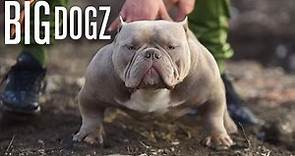 The Muscular Micro-Bully With $10,000 Pups | BIG DOGZ