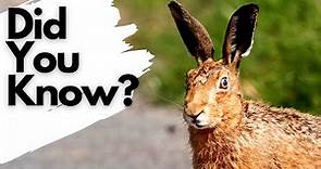 Things you need to know about BROWN HARES!